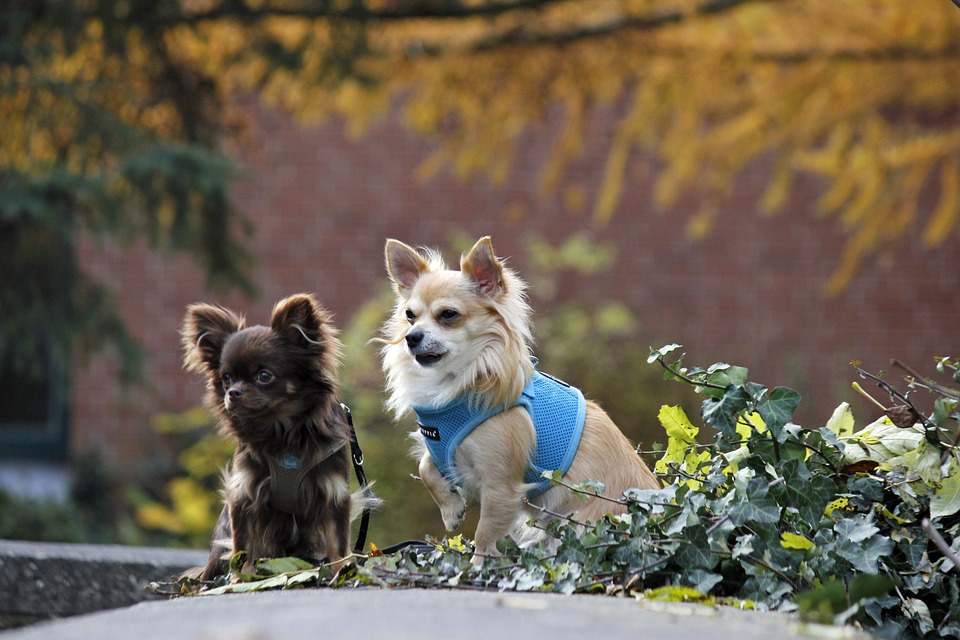 Two chihuahua dogs