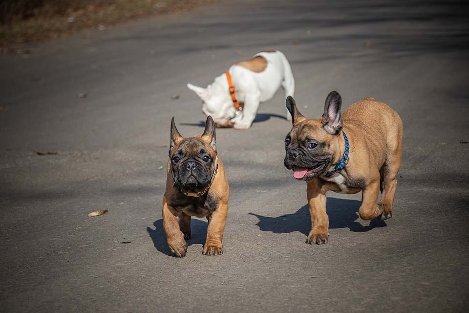 Distinguishing Features of a French Bulldog are bat ears, a squarish head and a short flat snout
