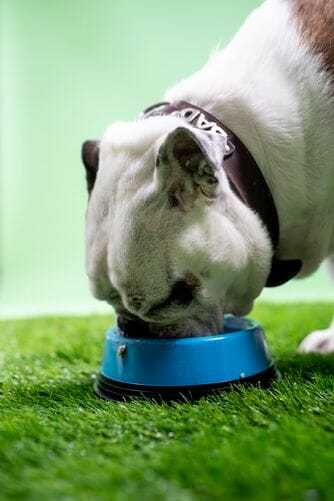 Promoting Healthy Digestion for Your Dog