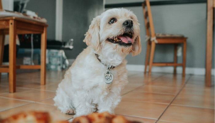 Just How Long Does it Take for a Dog to Digest Food?