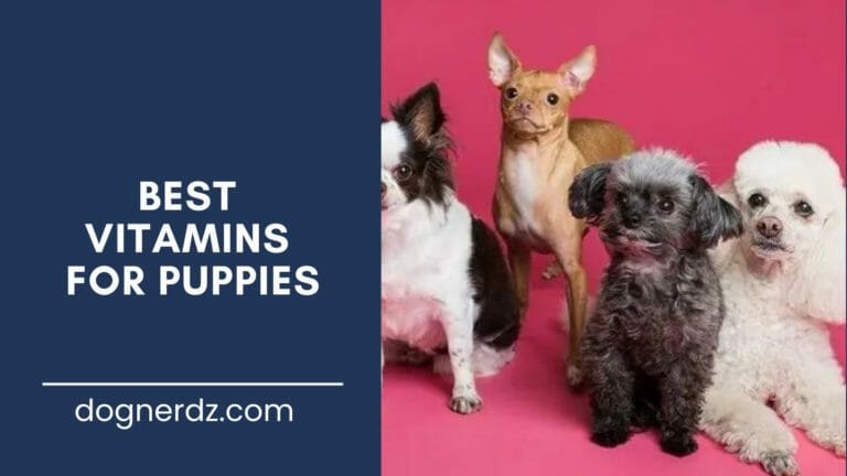 review of the best vitamins for puppies