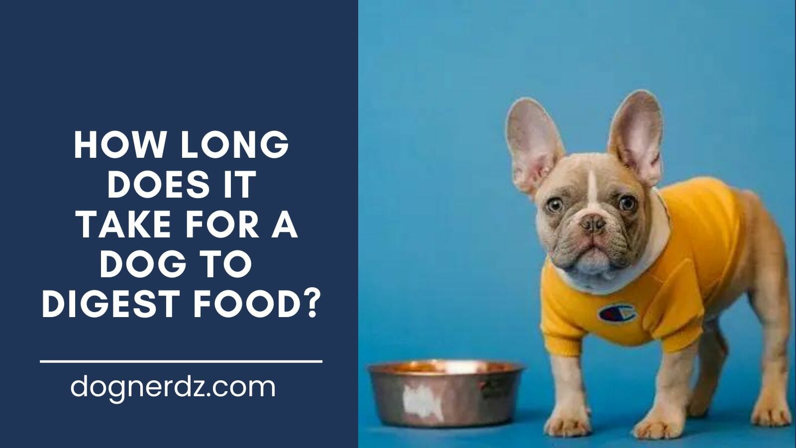 guide on how long does it take for a dog to digest food