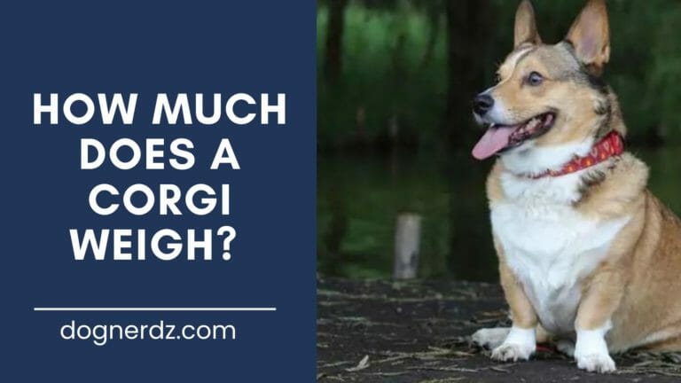How Much Does a Corgi Weigh?