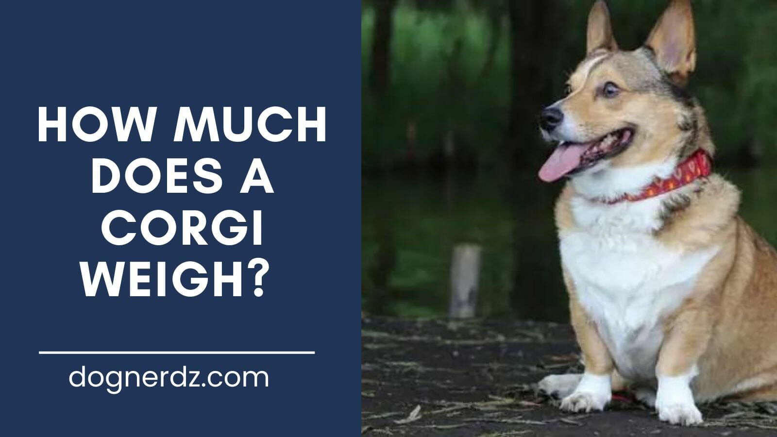 review of how much a corgi weighs