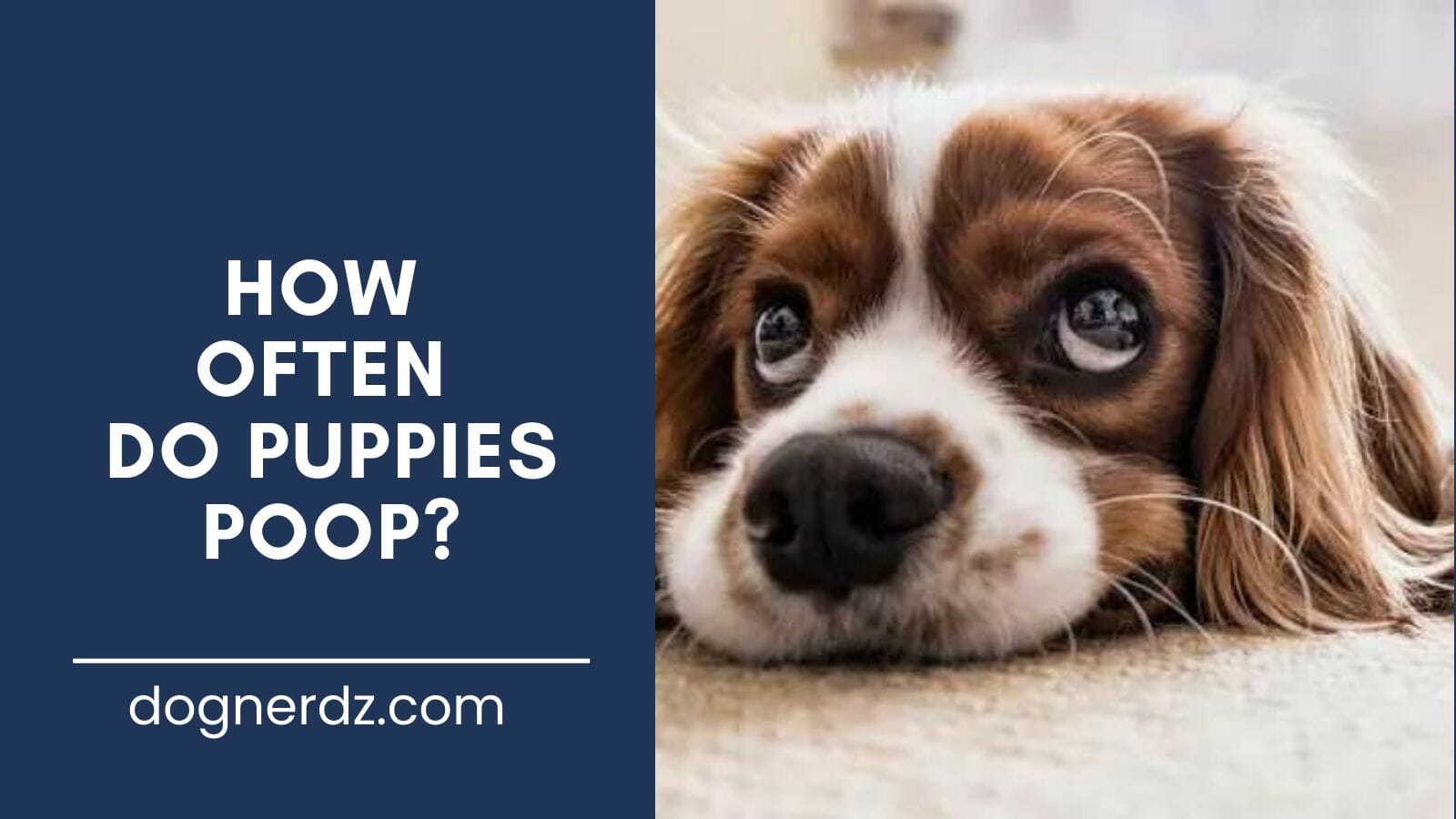guide on how often do puppies poop