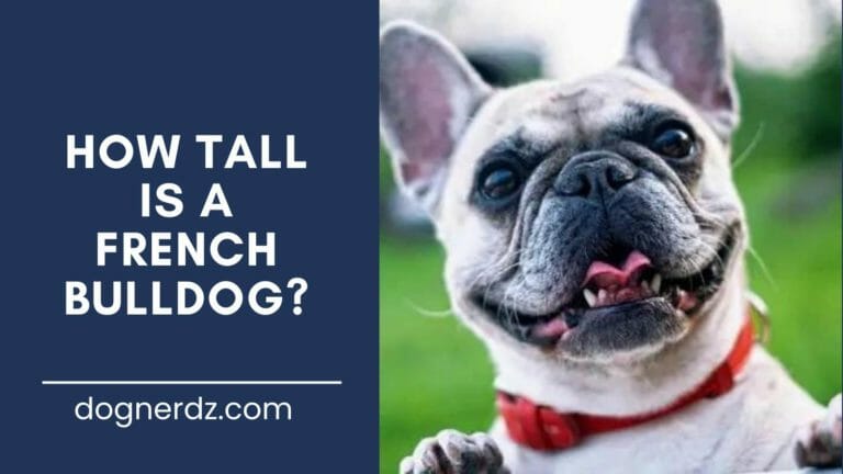 guide on how tall is a french bulldog