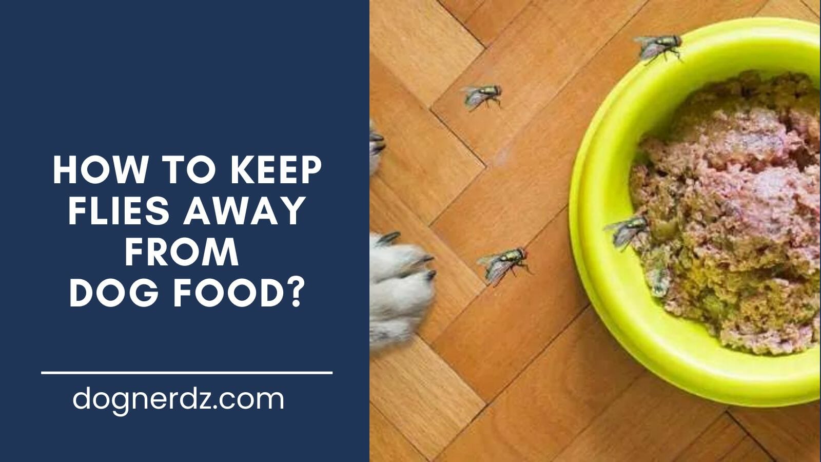 guide on how to keep flies away from dog food