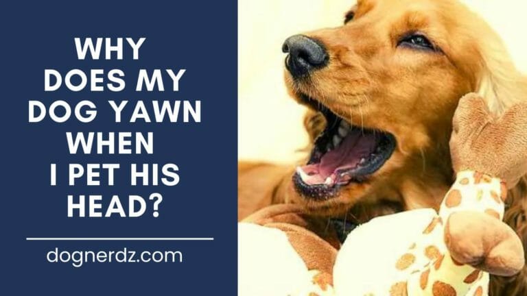 Why Does My Dog Yawn When I Pet His Head?