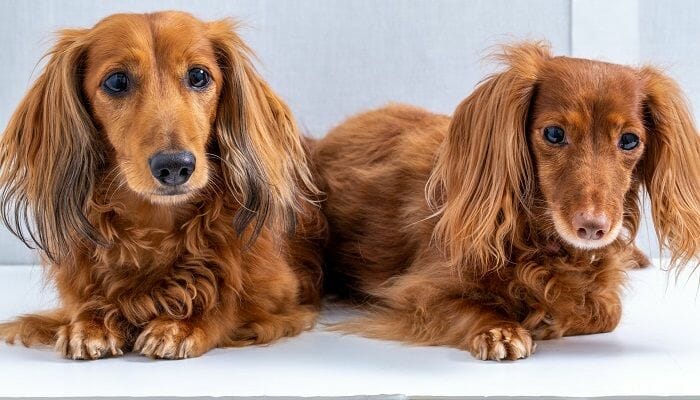 average life span of healthy dachshunds