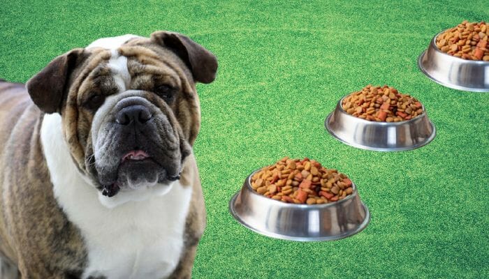 How often should I feed my dog?