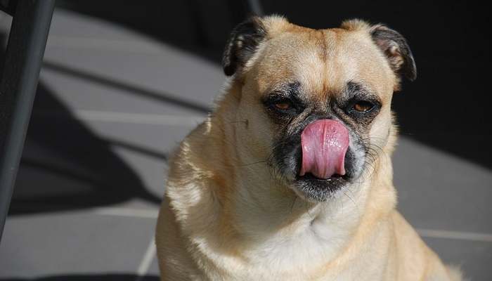 Why Do Pugs Lick So Much