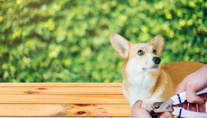 How to Trim Dog Nails That are Overgrown
