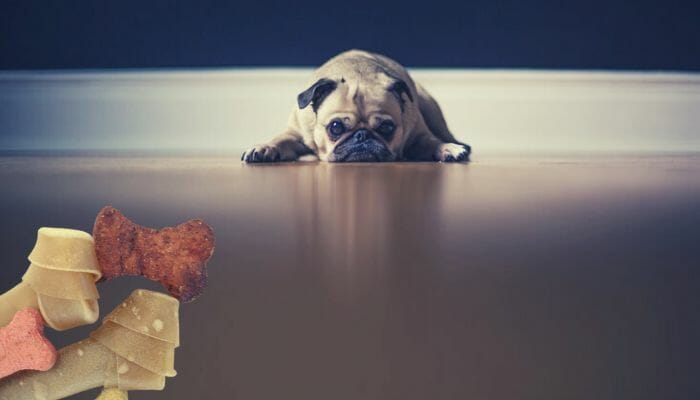 How Long Can a Dog Go Without Food