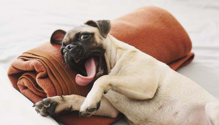 What Causes a Pug's Licking? - Boredom