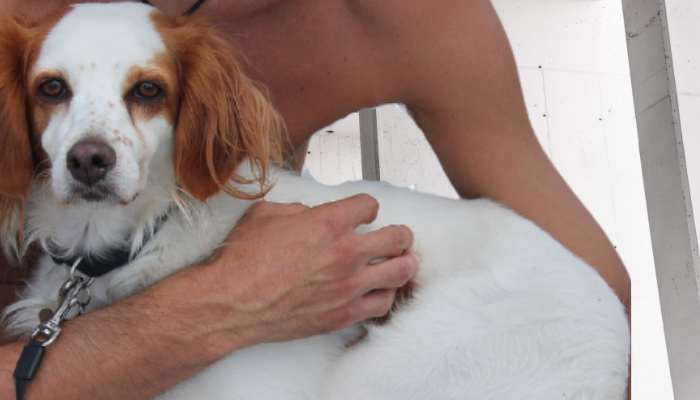 keeping your dog calm with hushed tones, soft pets, snuggles, and cuddles during grooming