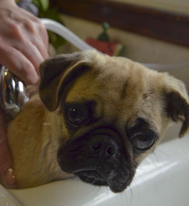 A pug being bathed using a shower head