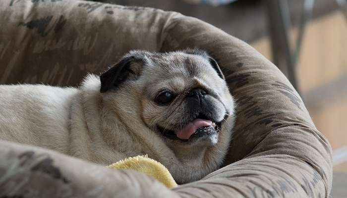How Much Do Pugs Shed