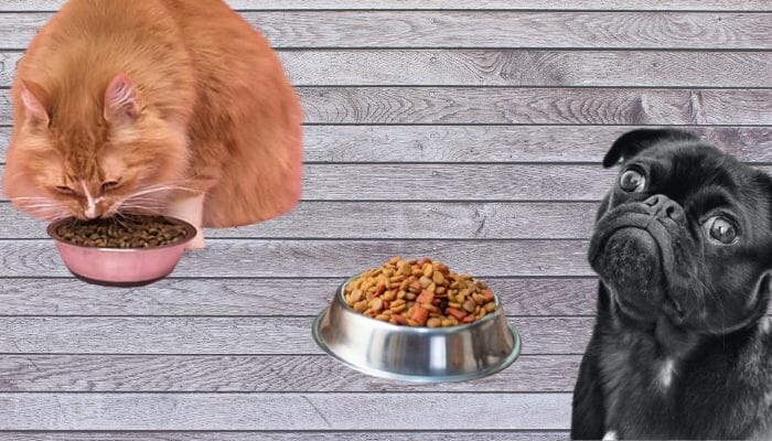How Can I Stop My Dog from Eating Cat Food?