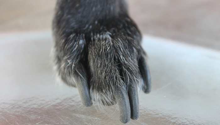 dog's nails