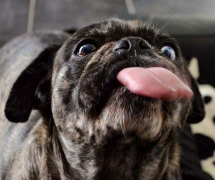 Pug with Underlying Medical Issues