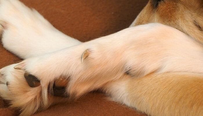 Why Does My Dog Bite His Nails