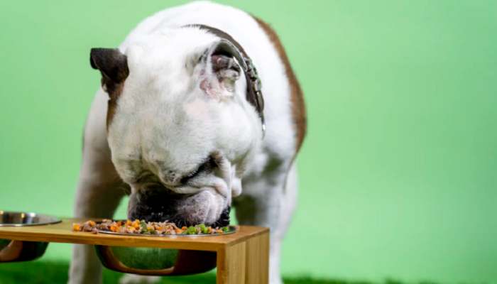 How to Soften Dry Dog Food