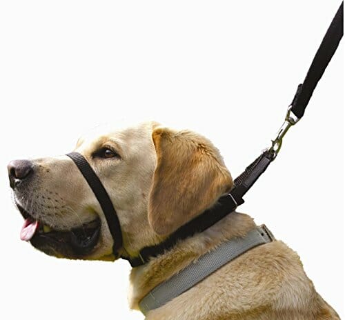 Canny Collar – The Collar for Dog Training and Walking