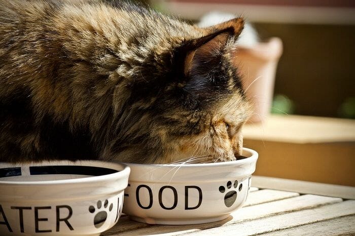 How to Keep Dog Out of Cat Food