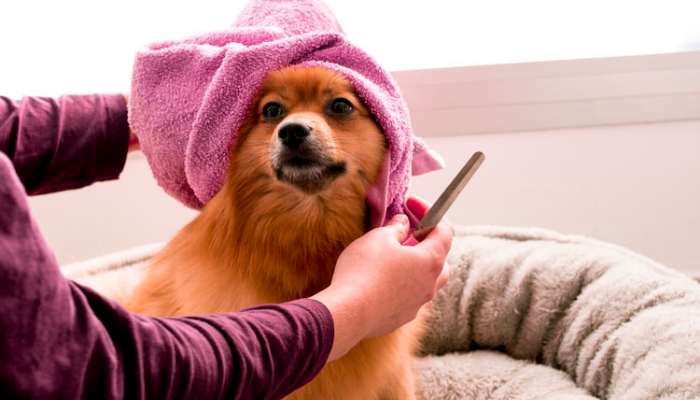 grooming a dog in winter
