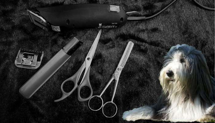 introduce tools to your pet
