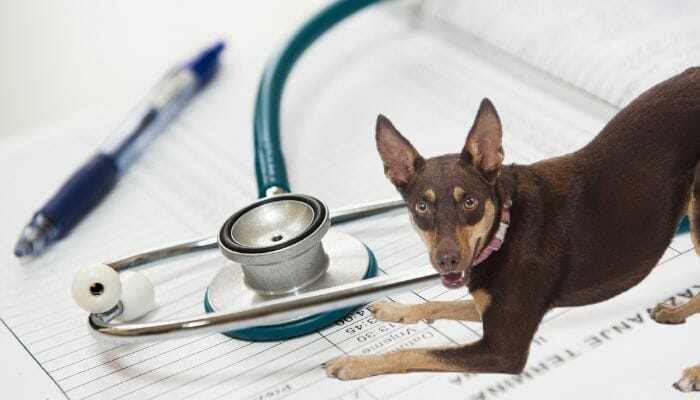 Tips for Healthy Feeding - Check up on Your Dog