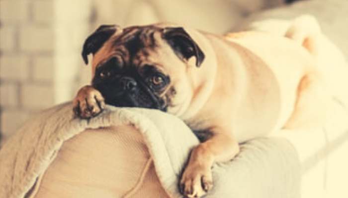 Caring for Your Pregnant Pug
