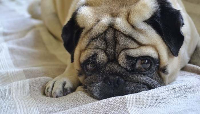 helping pug moms to have a caesarean section during birthing
