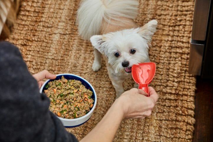 Ollie Dog Food Review (2023)