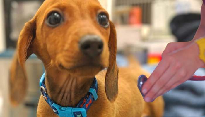 Dog With Wasabi Allergy Vet Visit
