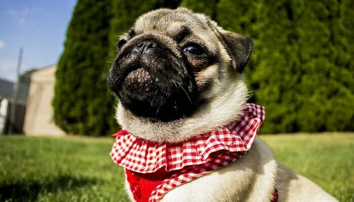 pug behavioral changes and appetite changes are symptoms of pregnancy 