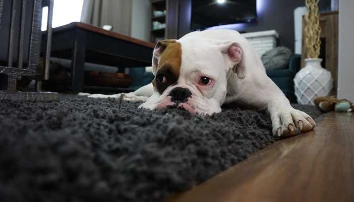 Tan and white English Bulldog lying on a rug