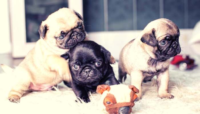 how often can a pug give birth