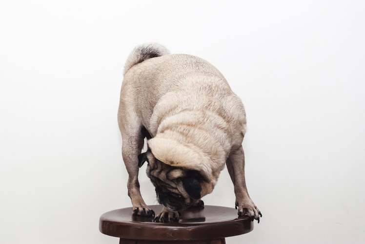 Why your pug's licking can become a problem