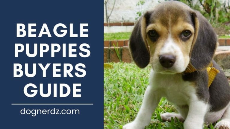 Beagle Puppies Buyers Guide in 2022