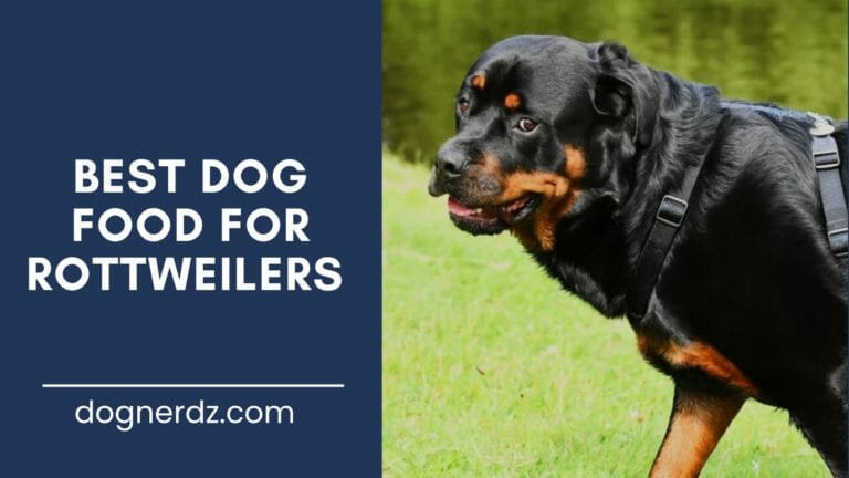Best Dog Food for Rottweilers in 2024