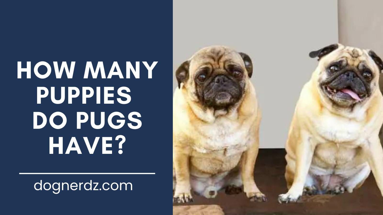 review on how many puppies do pugs have