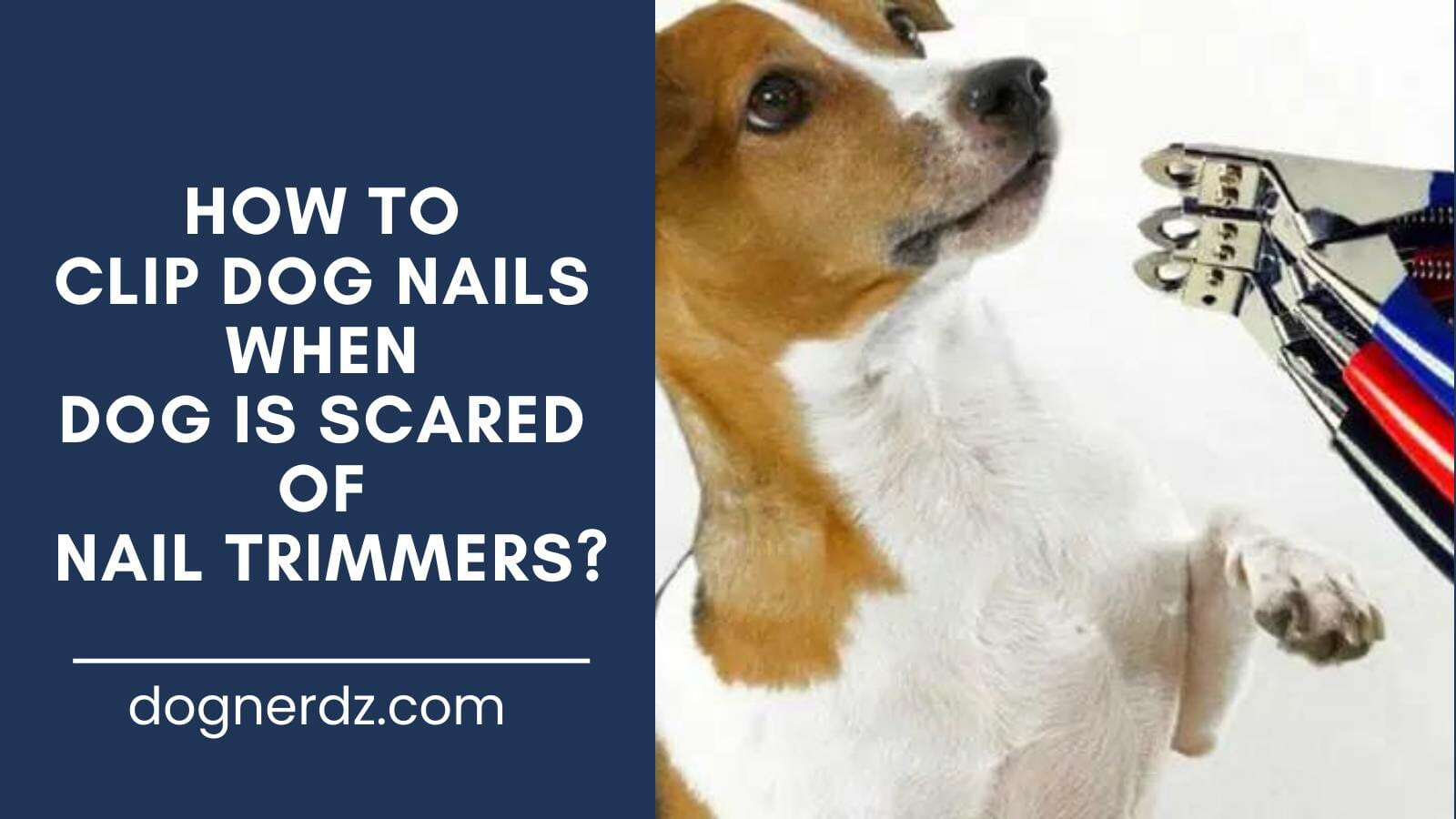 guide on how to clip dog nails when dog is scared of nail trimmers