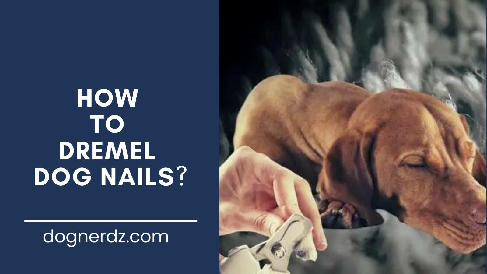 guide on how to dremel dog nails