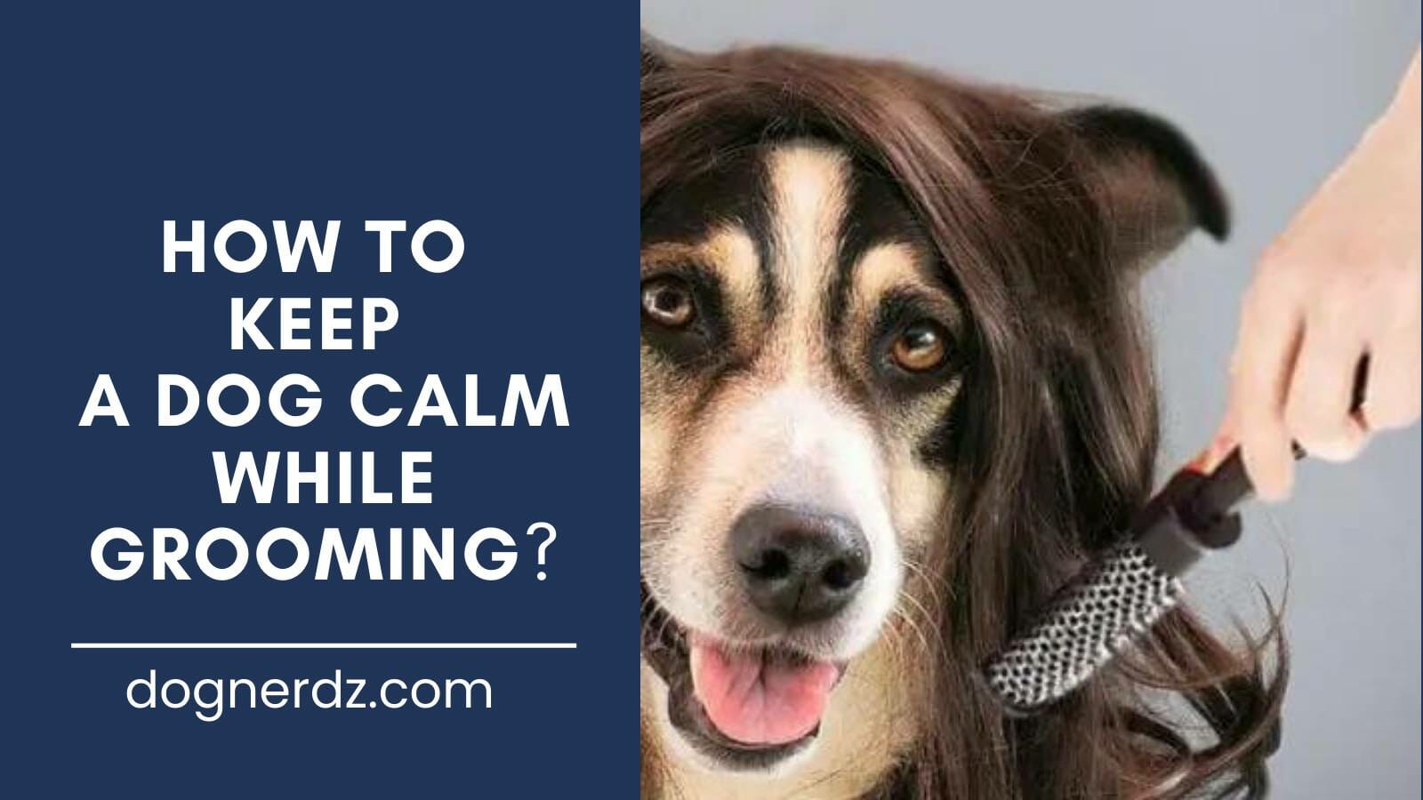 guide on how to keep a dog calm while grooming