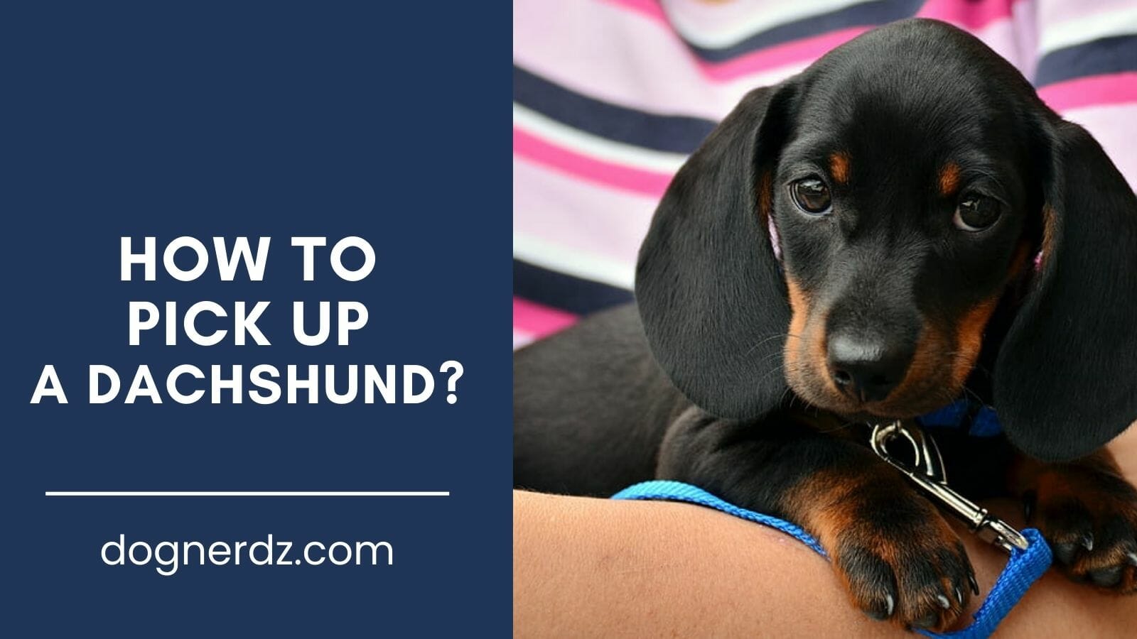 guide on how to pick up a dachshund
