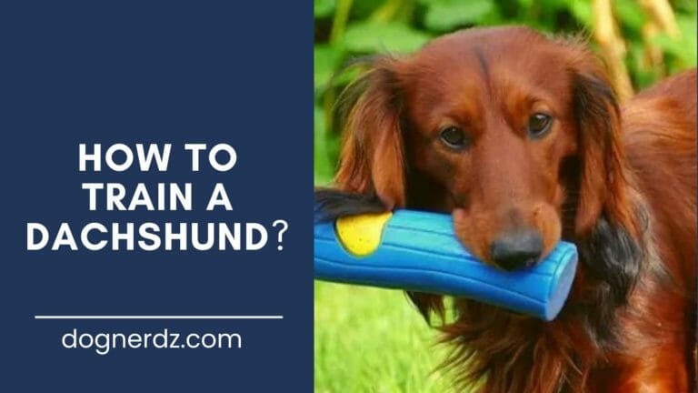 How to Train a Dachshund?