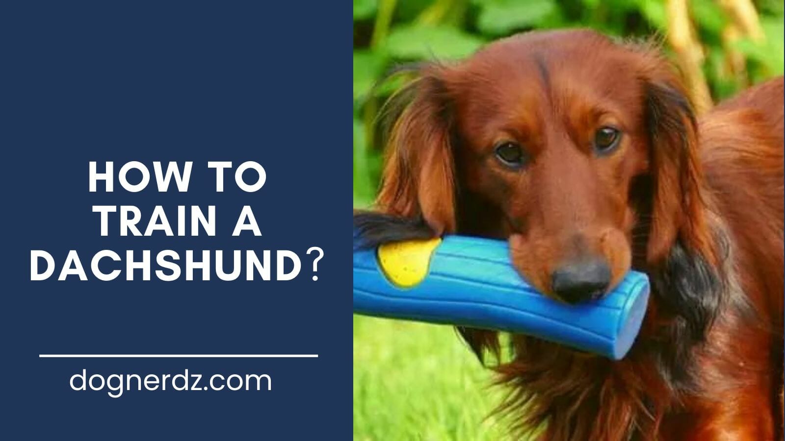 guide on how to train a dachshund