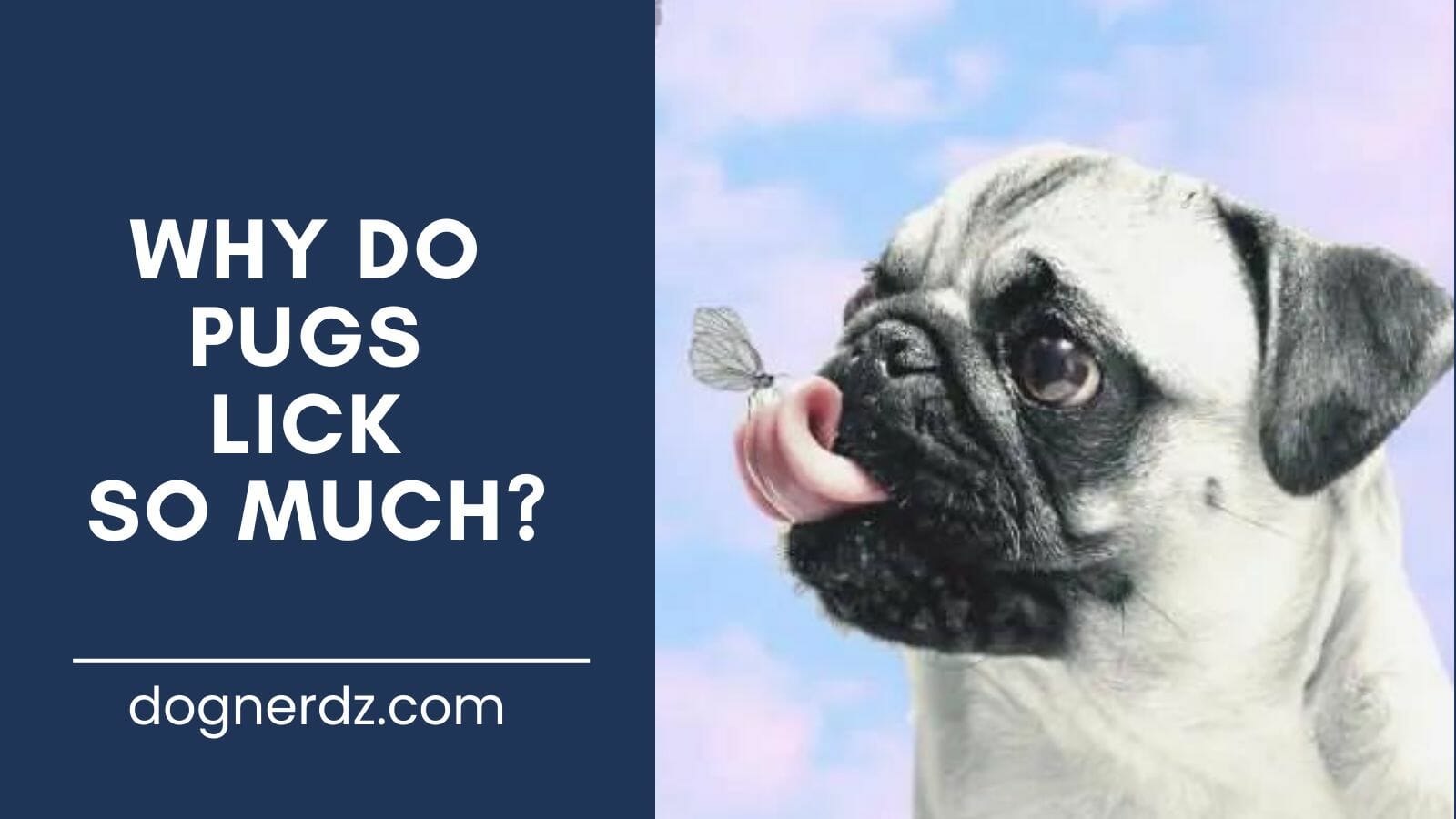 guide on why do pugs lick so much