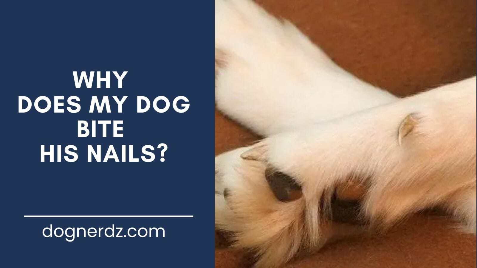 guide on why does my dog bite his nails